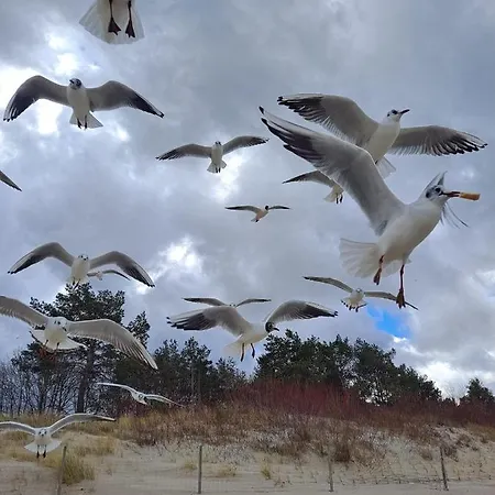 Prestige & Sea Horyzont 613 *